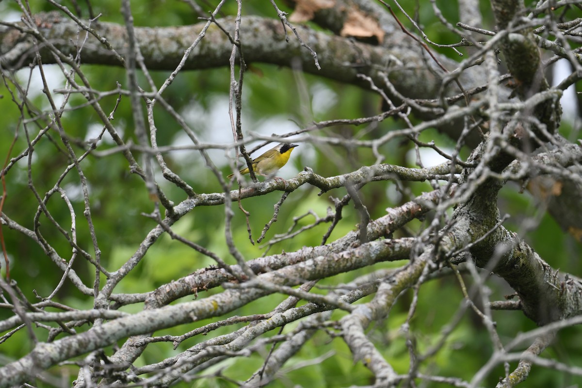 Common Yellowthroat - ML637213518
