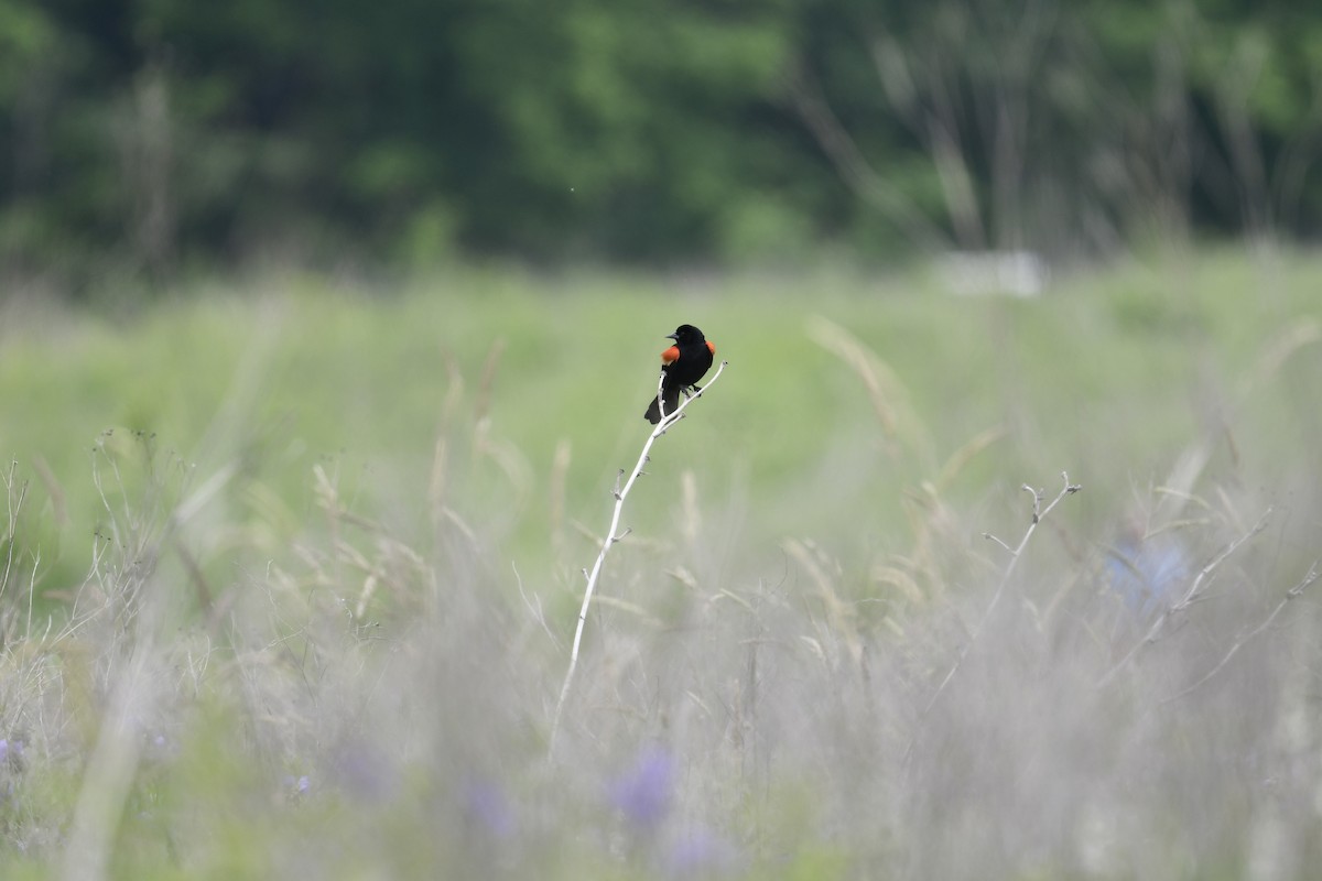 Red-winged Blackbird - ML637213523