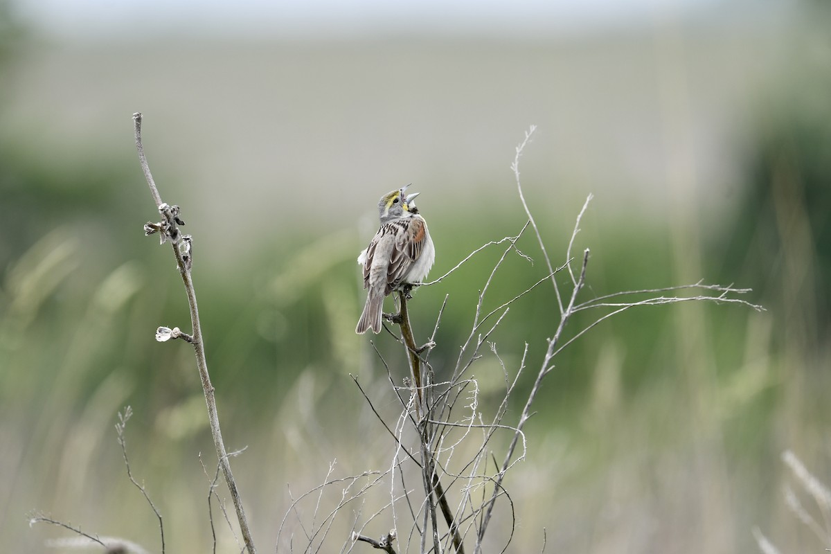 Dickcissel - ML637213526