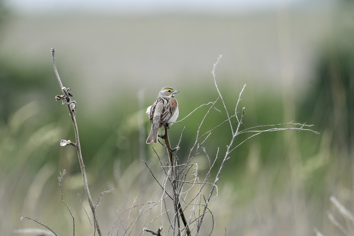 Dickcissel - ML637213527