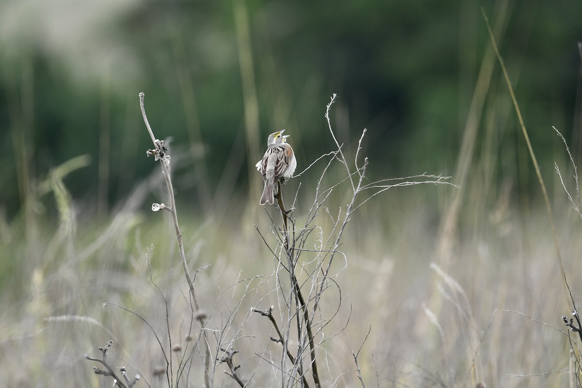 Dickcissel - ML637213528