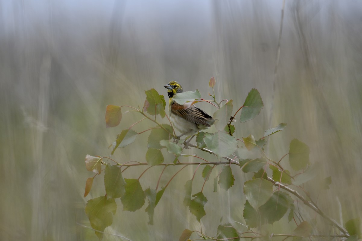Dickcissel - ML637213605