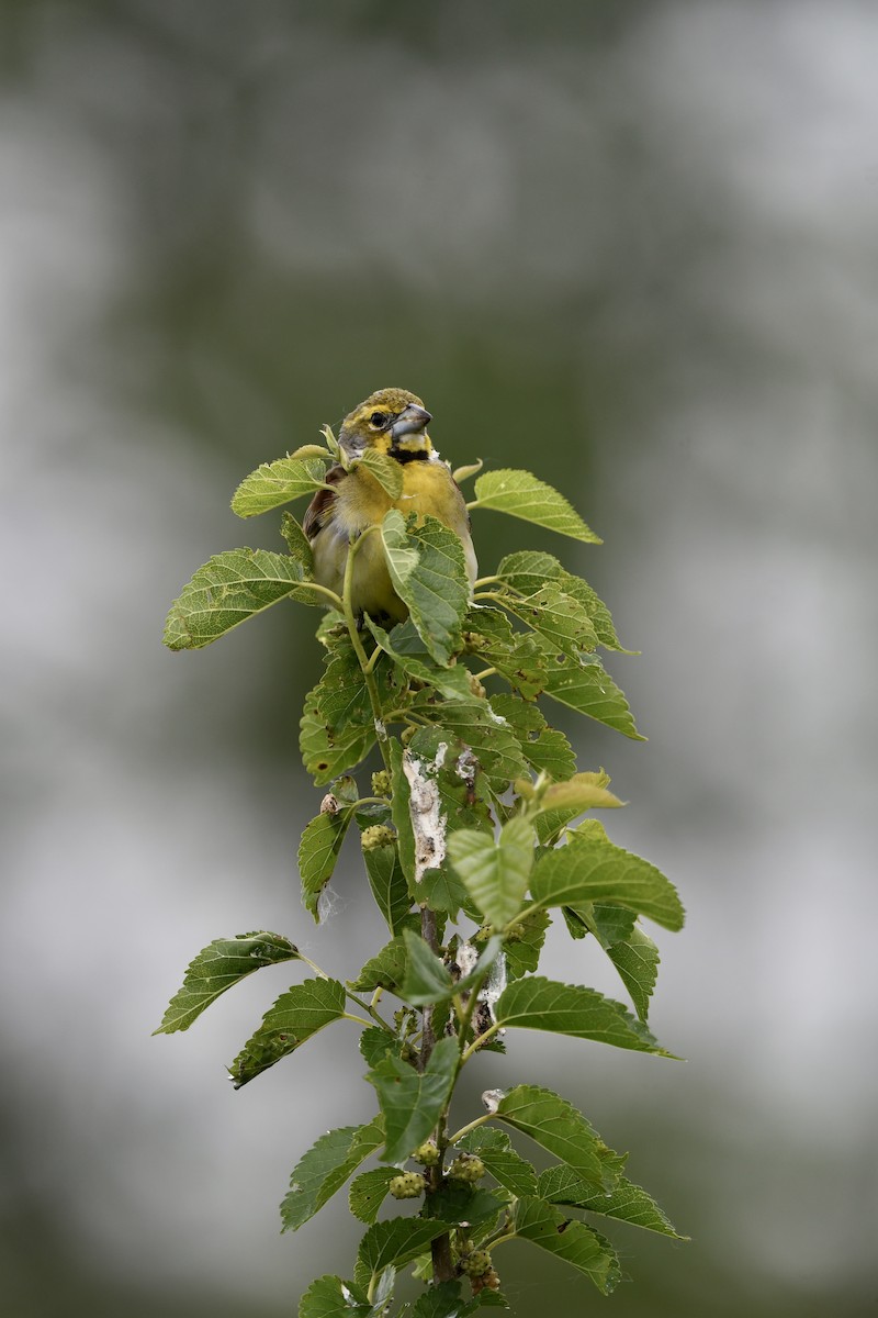 Dickcissel - ML637213606