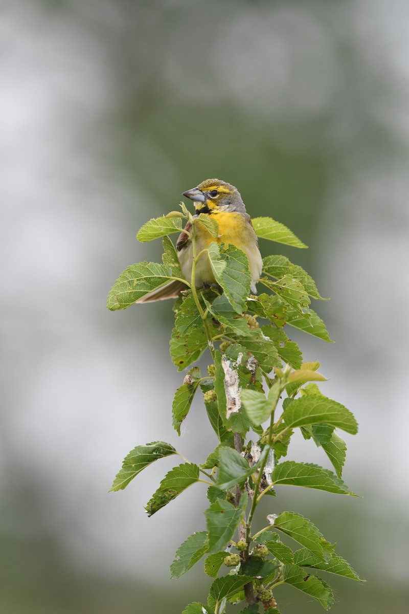 Dickcissel - ML637213610
