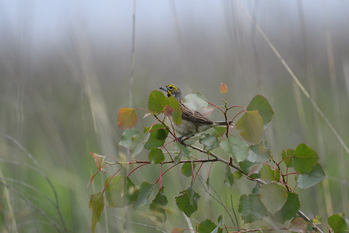 Dickcissel - ML637213611