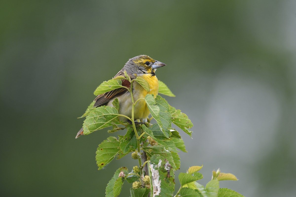 Dickcissel - ML637213612