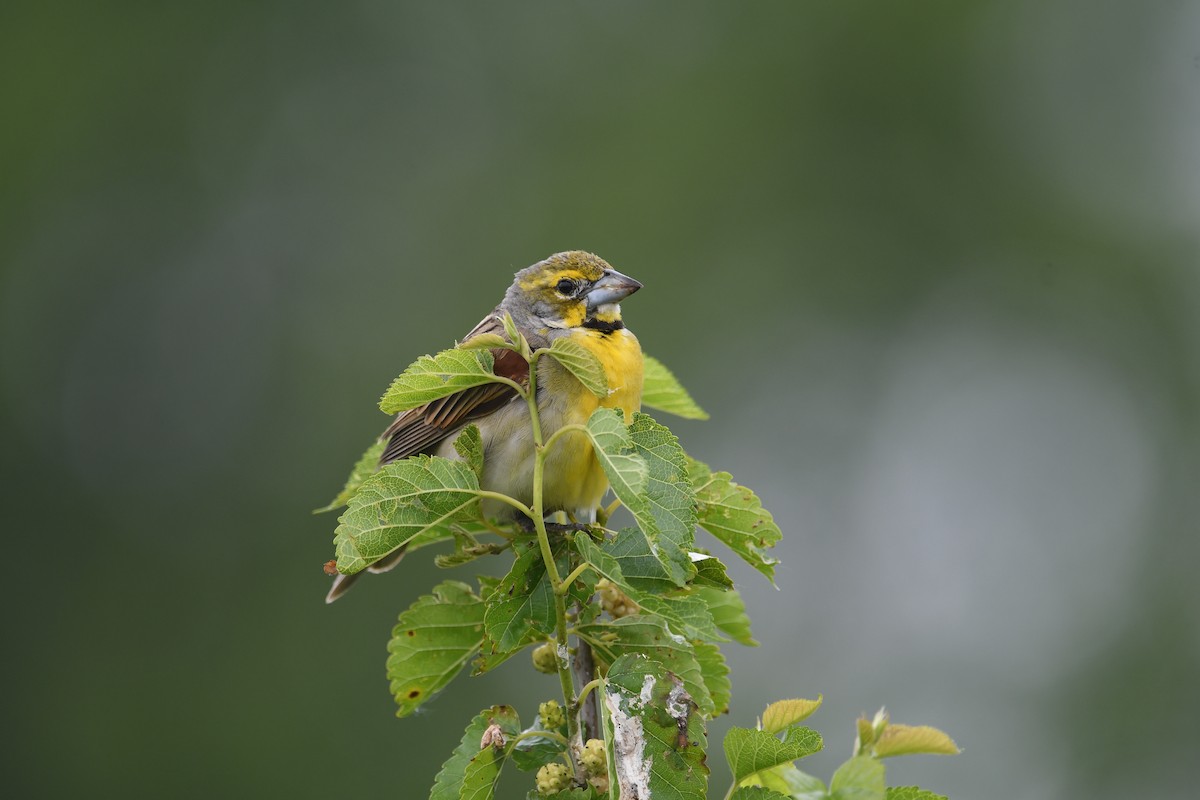 Dickcissel - ML637213613
