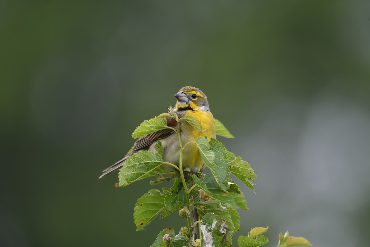 Dickcissel - ML637213614