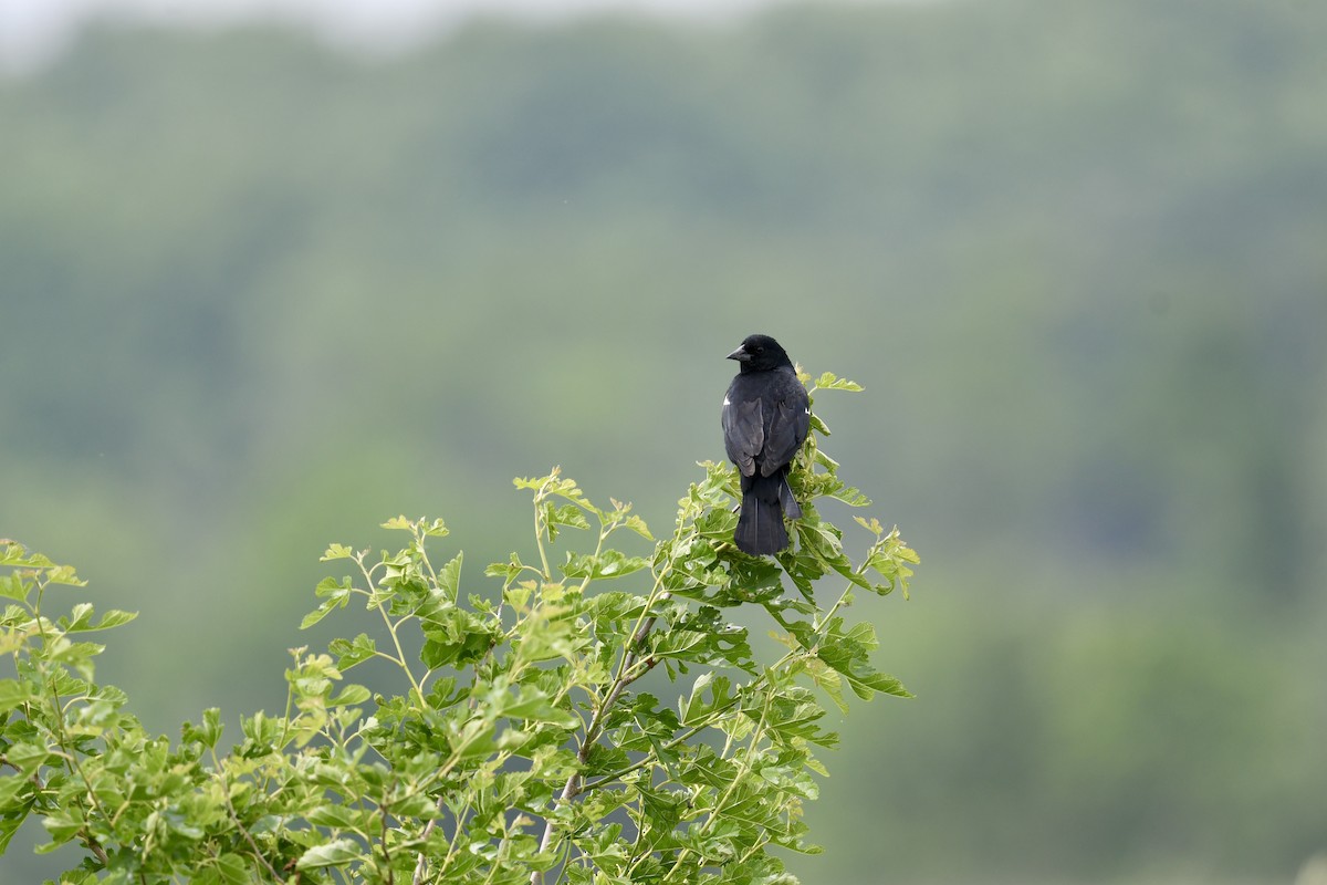 Red-winged Blackbird - ML637213648