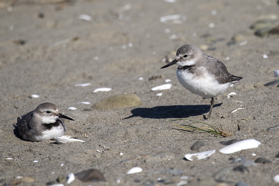 Wrybill - ML637213649