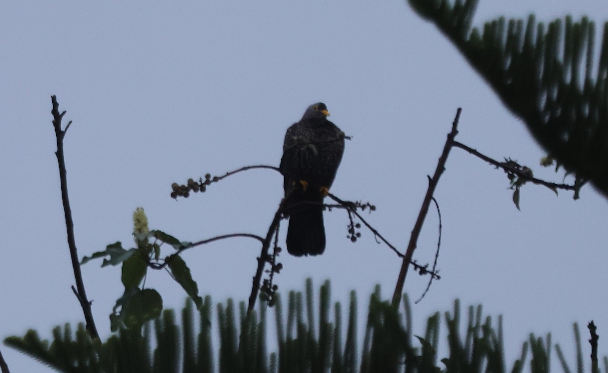 Rameron Pigeon - ML637213758