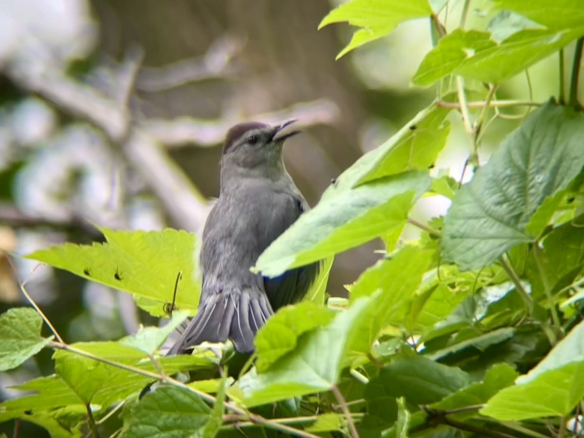 Gray Catbird - ML637213759