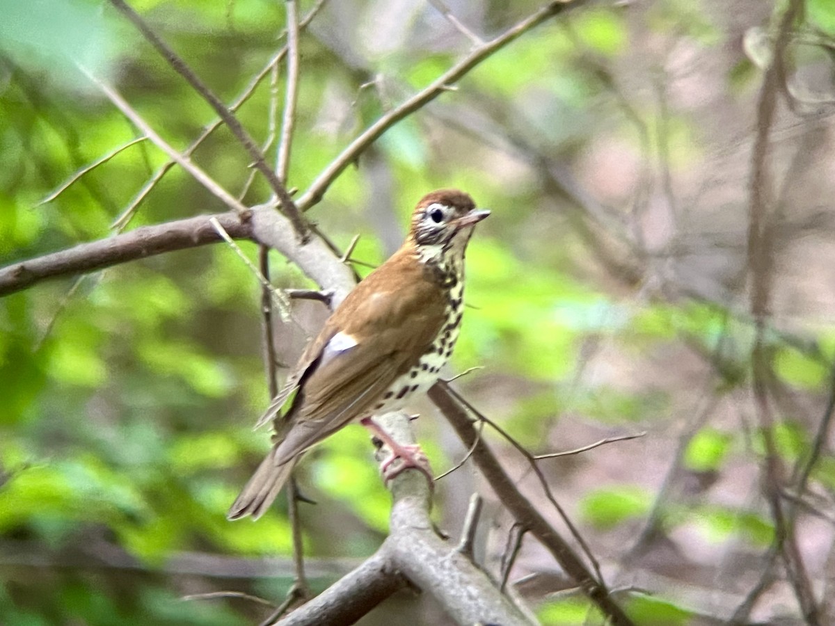 Wood Thrush - ML637213763