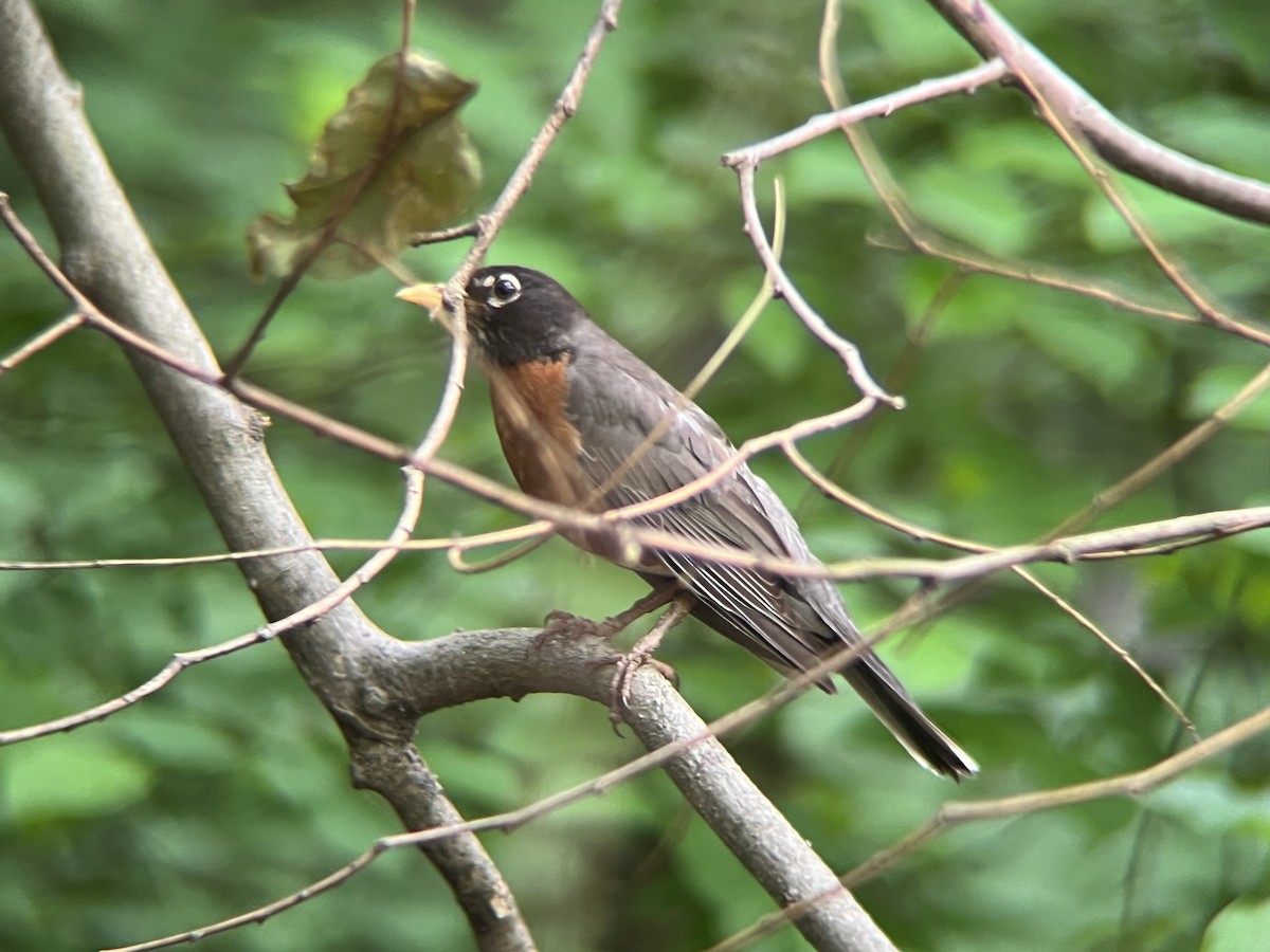 American Robin - ML637213771