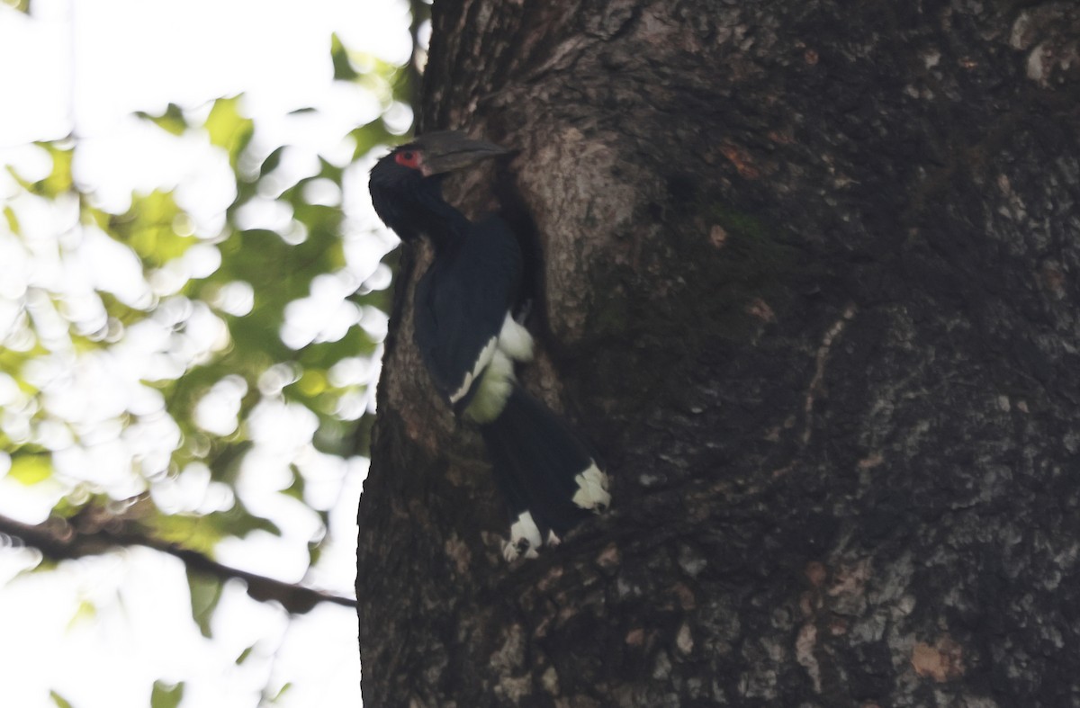 Trumpeter Hornbill - ML637213826