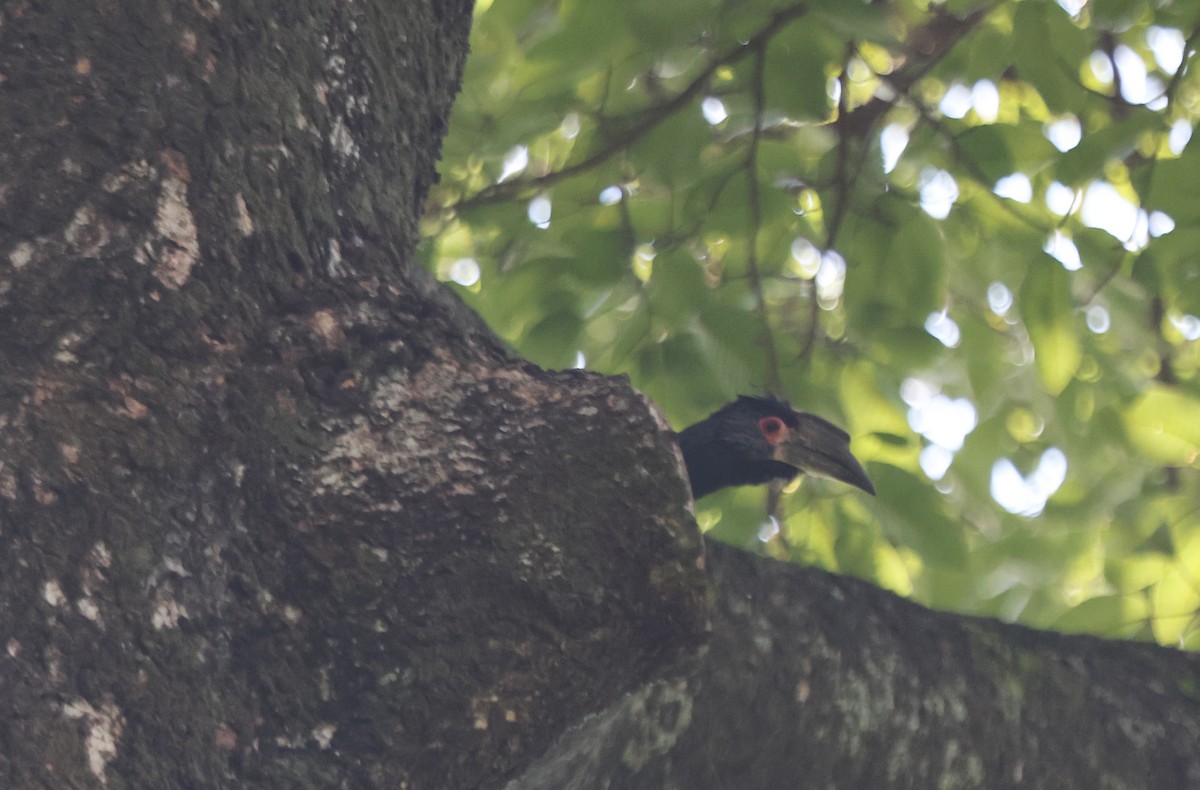 Trumpeter Hornbill - ML637213828