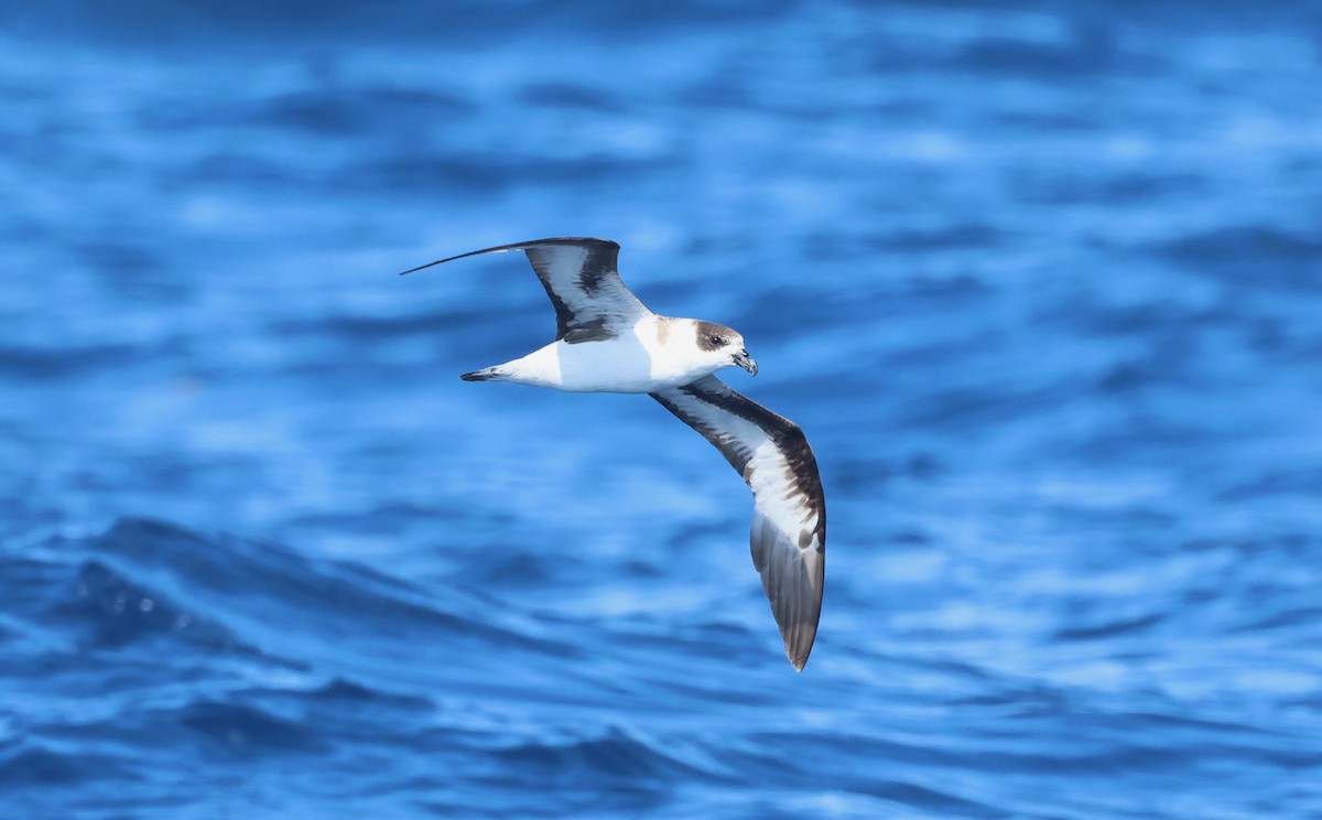 Black-capped Petrel (White-faced) - ML637213881