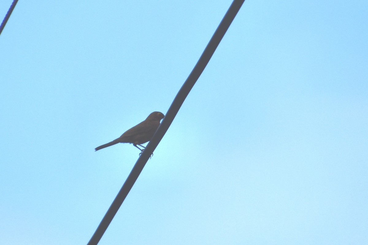 Nacktaugendrossel - ML637213884