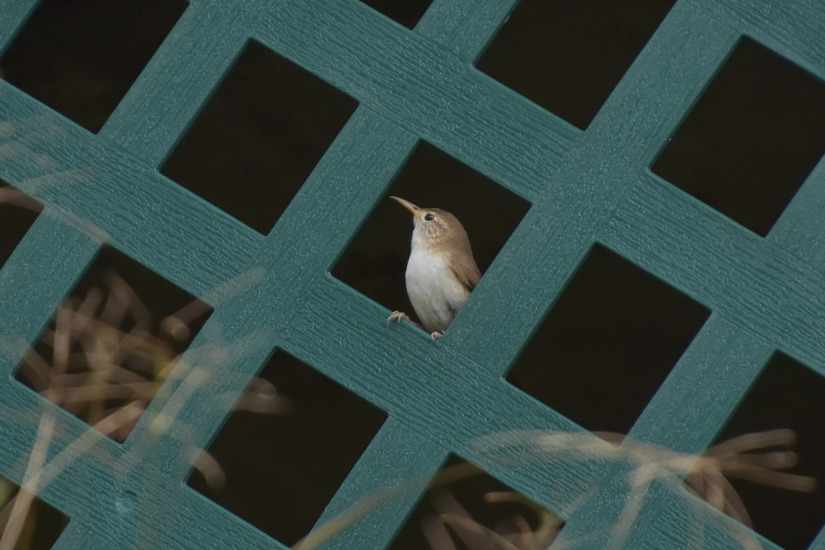 St. Lucia Wren - ML637213889