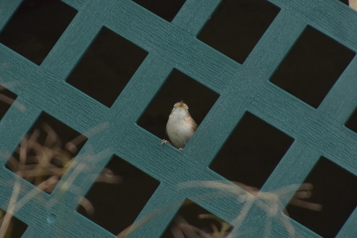 St. Lucia Wren - ML637213890
