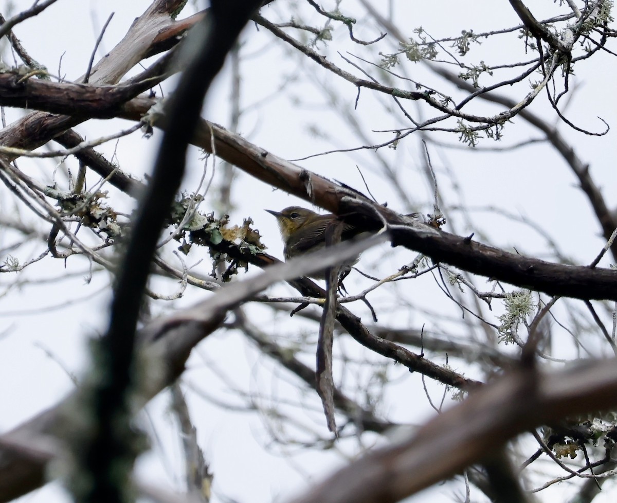 Cape May Warbler - ML637213942
