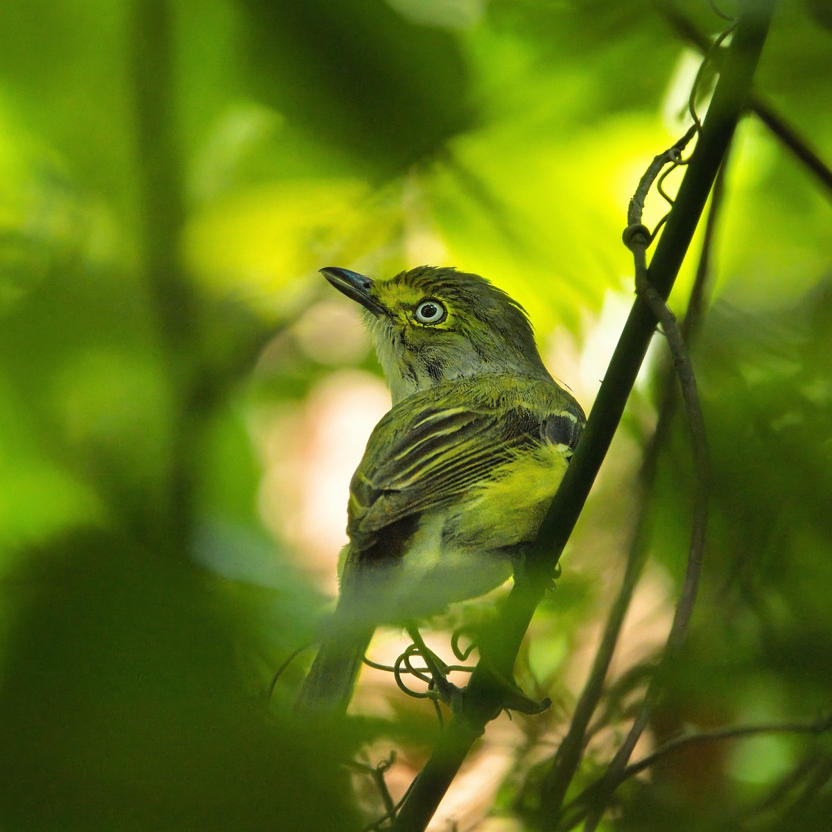 hvitøyevireo - ML637213993