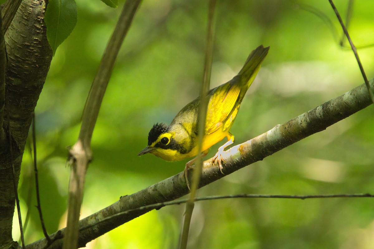 kentuckyparula - ML637214004