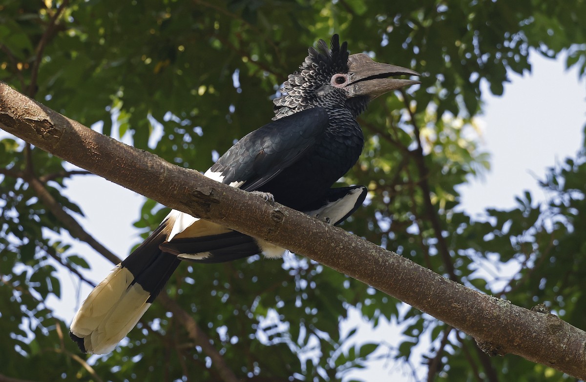 Grauwangen-Hornvogel - ML637214048