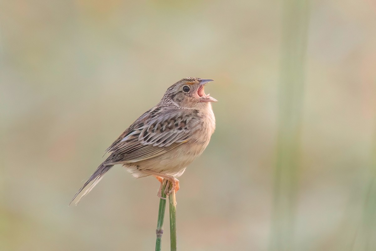 Grasshopper Sparrow - ML637214177