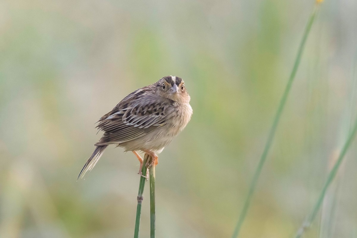 Grasshopper Sparrow - ML637214178