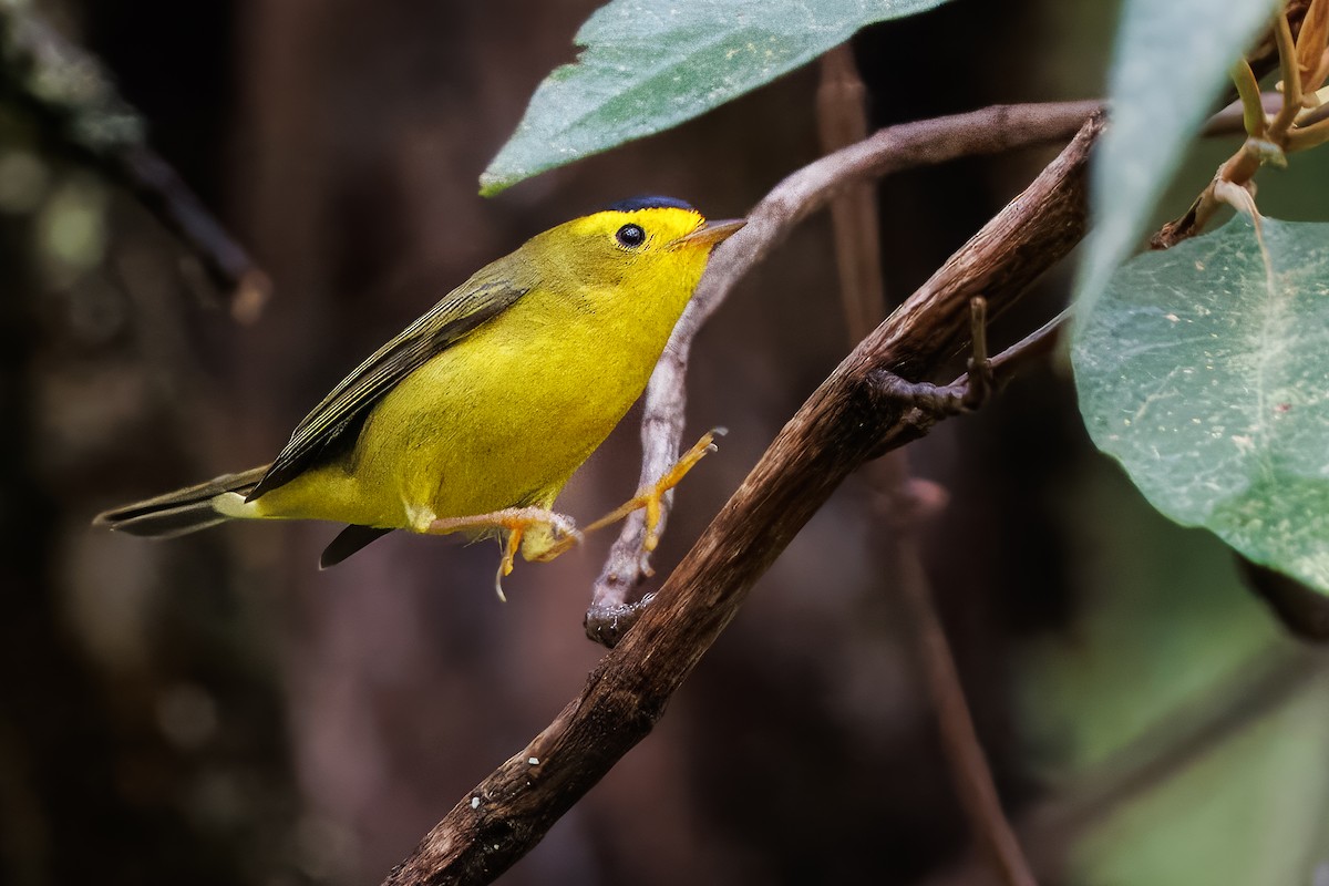 Wilson's Warbler - ML637214201