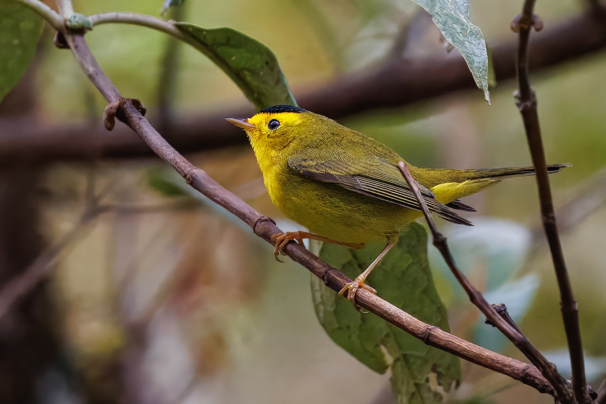 Wilson's Warbler - ML637214202