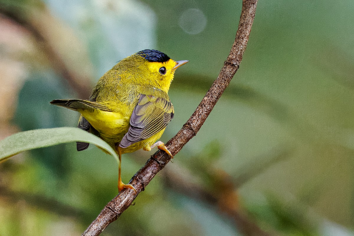 Wilson's Warbler - ML637214203