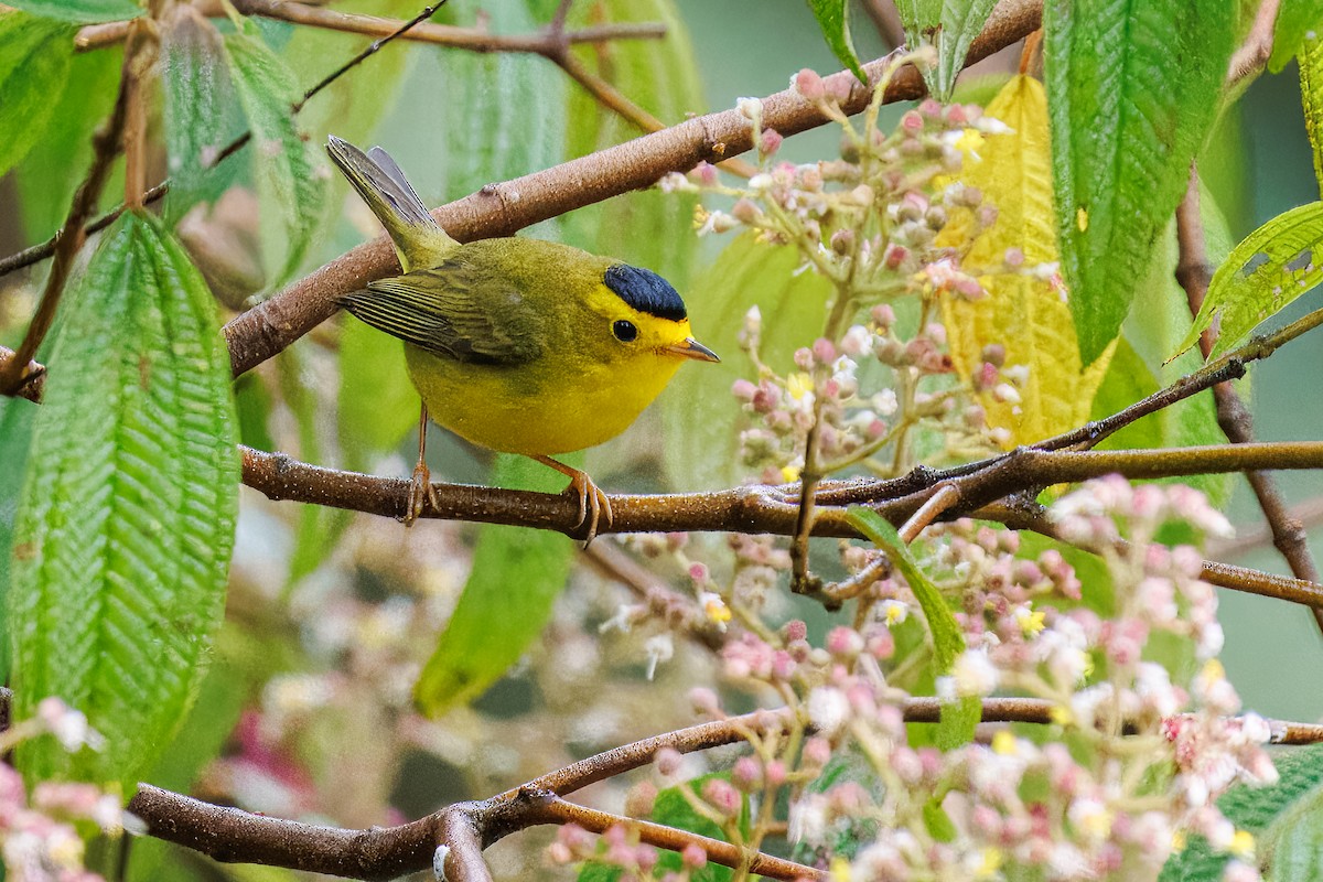 Wilson's Warbler - ML637214204