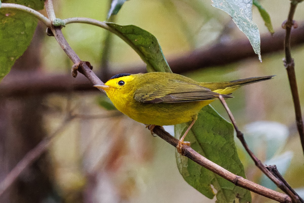 Wilson's Warbler - ML637214205