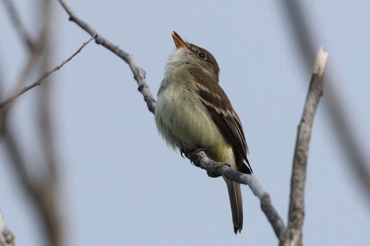Alder Flycatcher - ML637214293