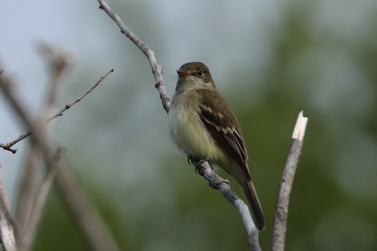 Alder Flycatcher - ML637214294