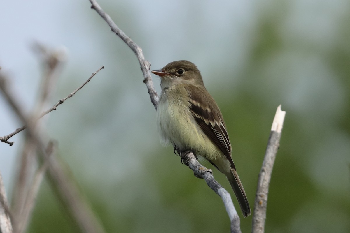 Alder Flycatcher - ML637214296