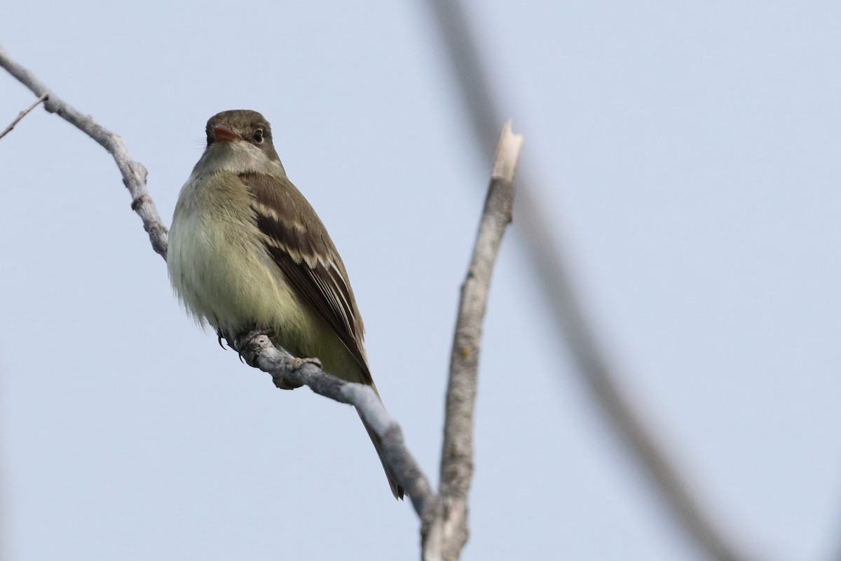 Alder Flycatcher - ML637214297