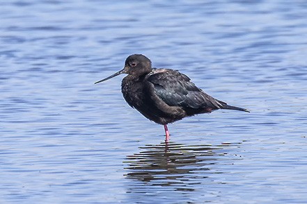 Black Stilt - ML637214298