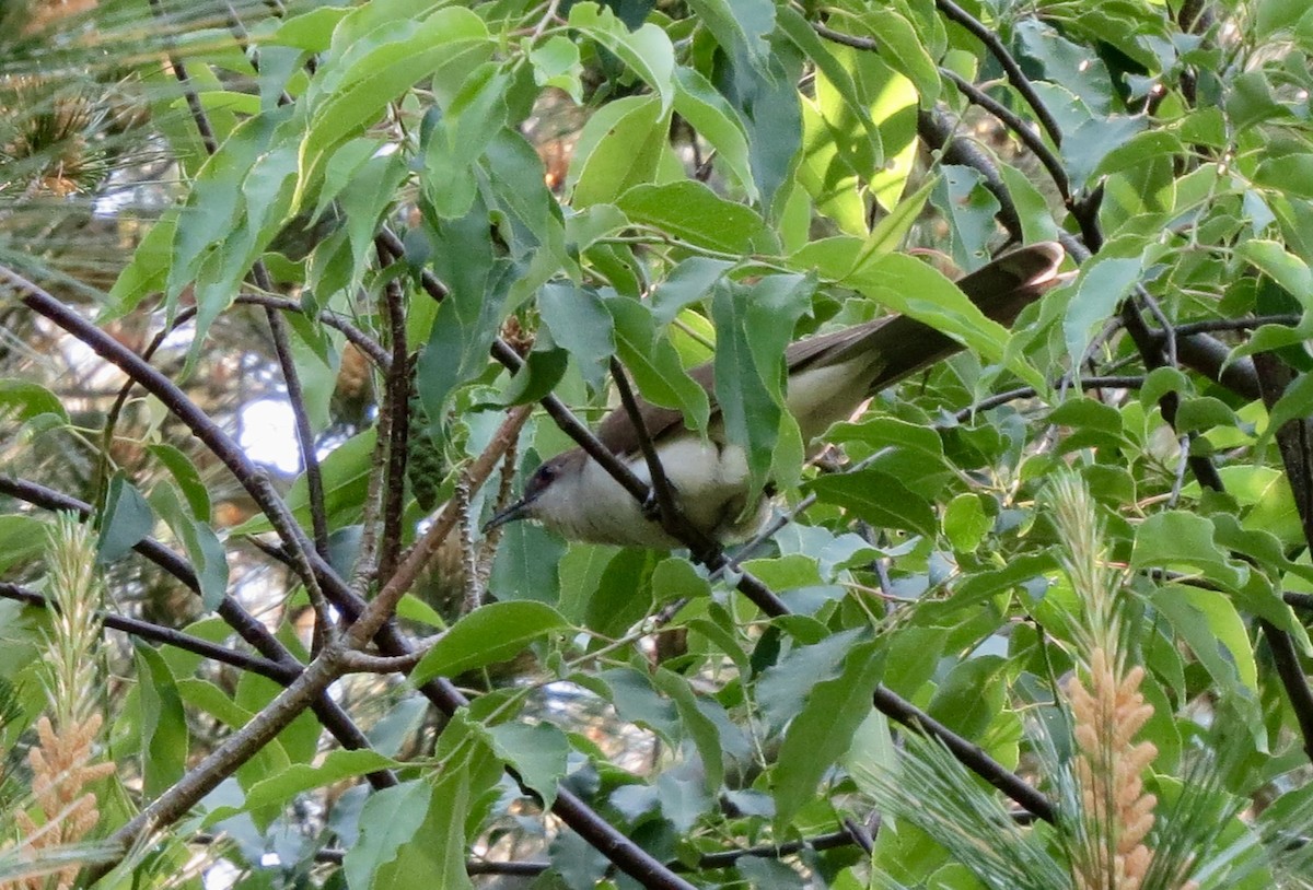 Black-billed Cuckoo - ML637214353