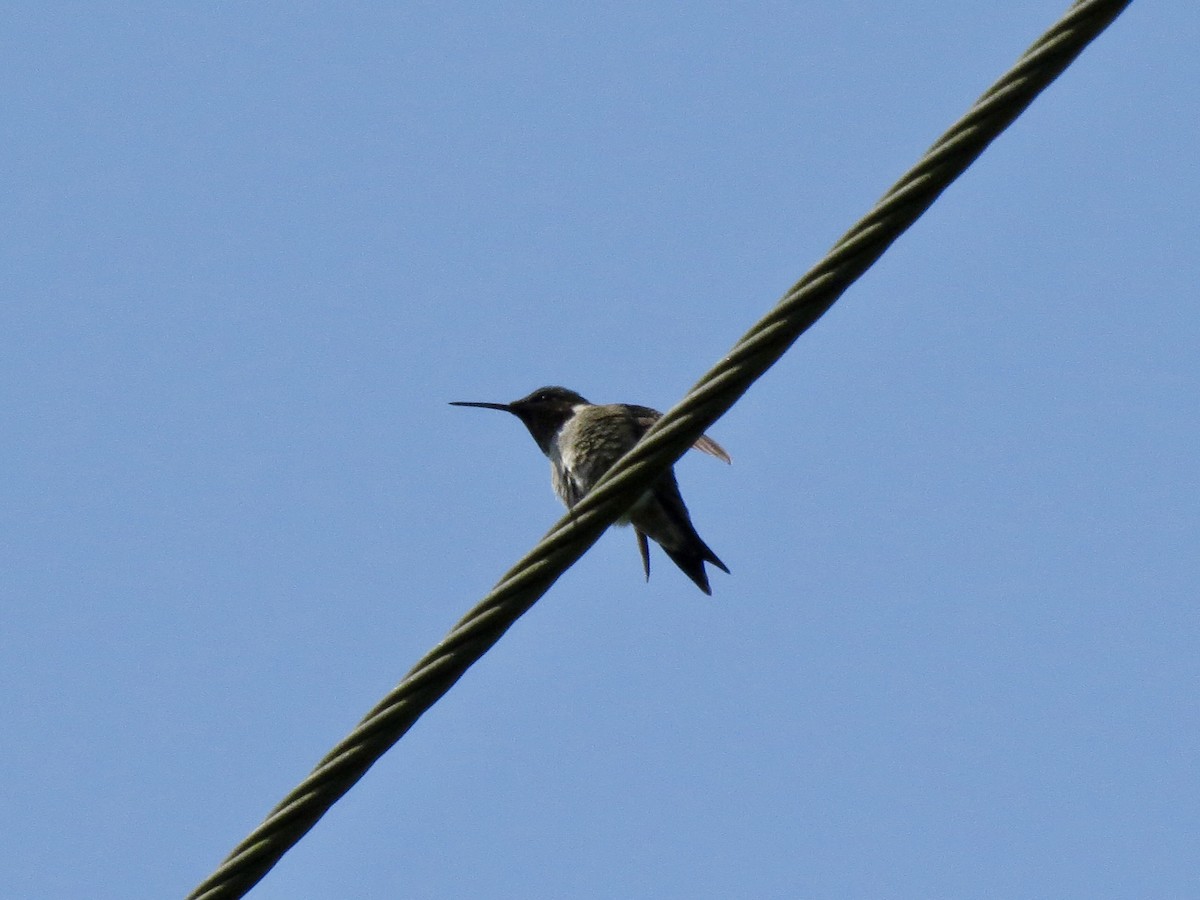 Ruby-throated Hummingbird - ML637214374