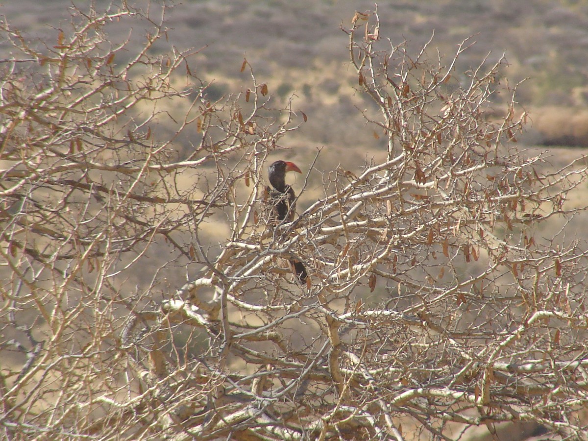 Monteiro's Hornbill - ML637214414