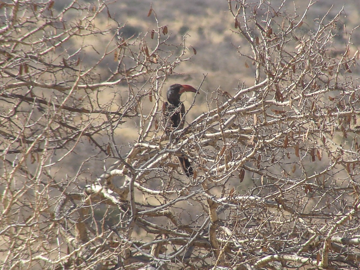 Monteiro's Hornbill - ML637214416