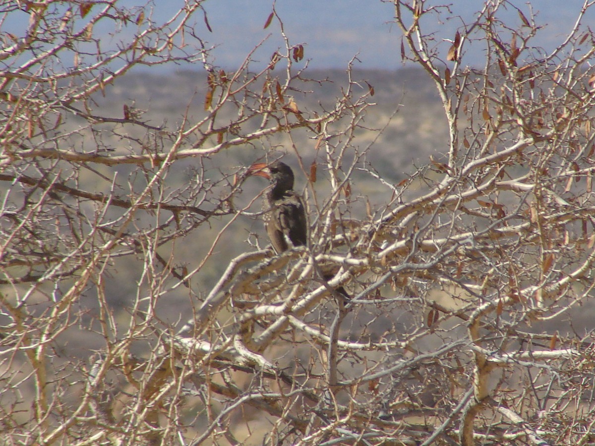 Monteiro's Hornbill - ML637214417