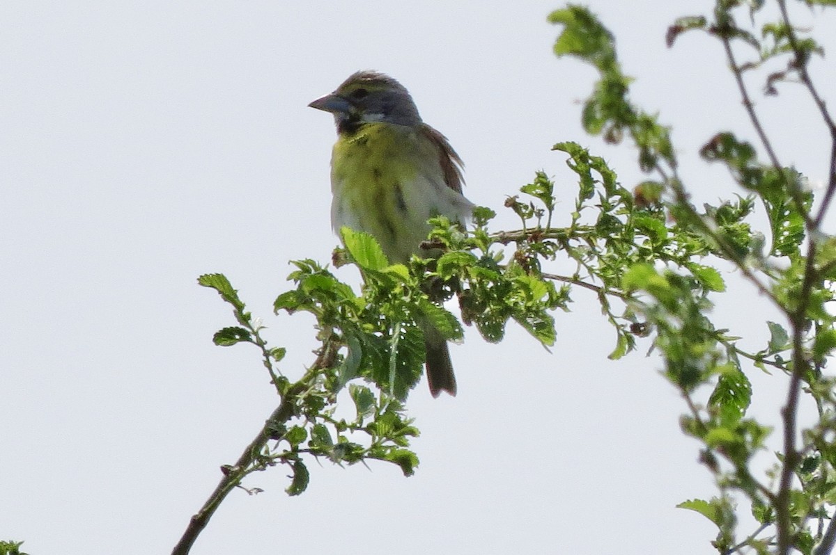 Dickcissel - ML637214433