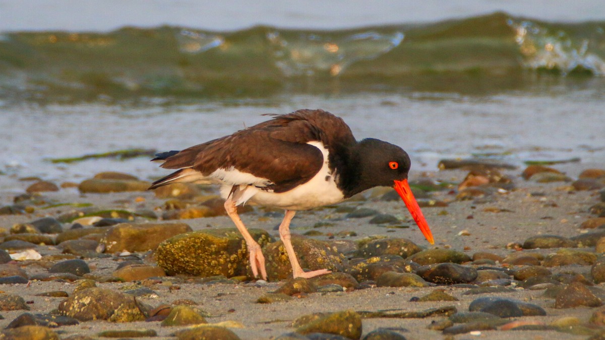 American Oystercatcher - ML637214526