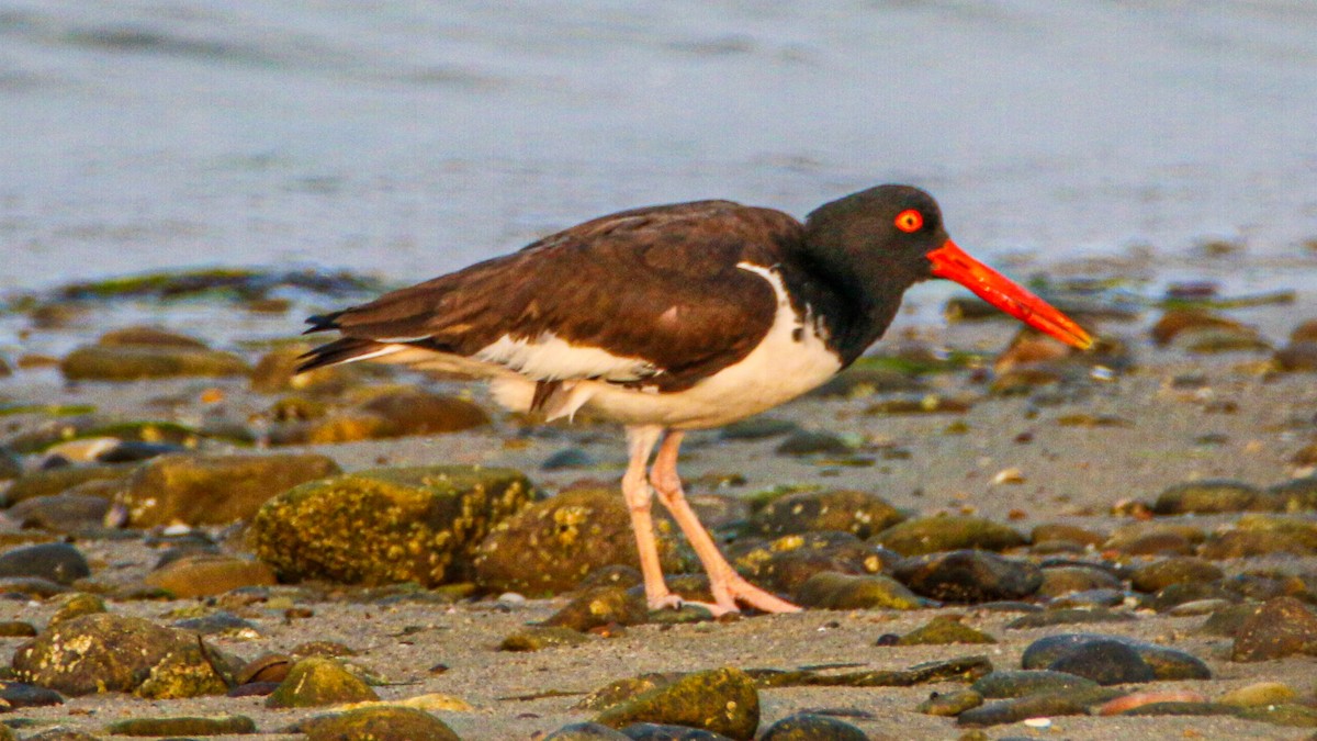 American Oystercatcher - ML637214527