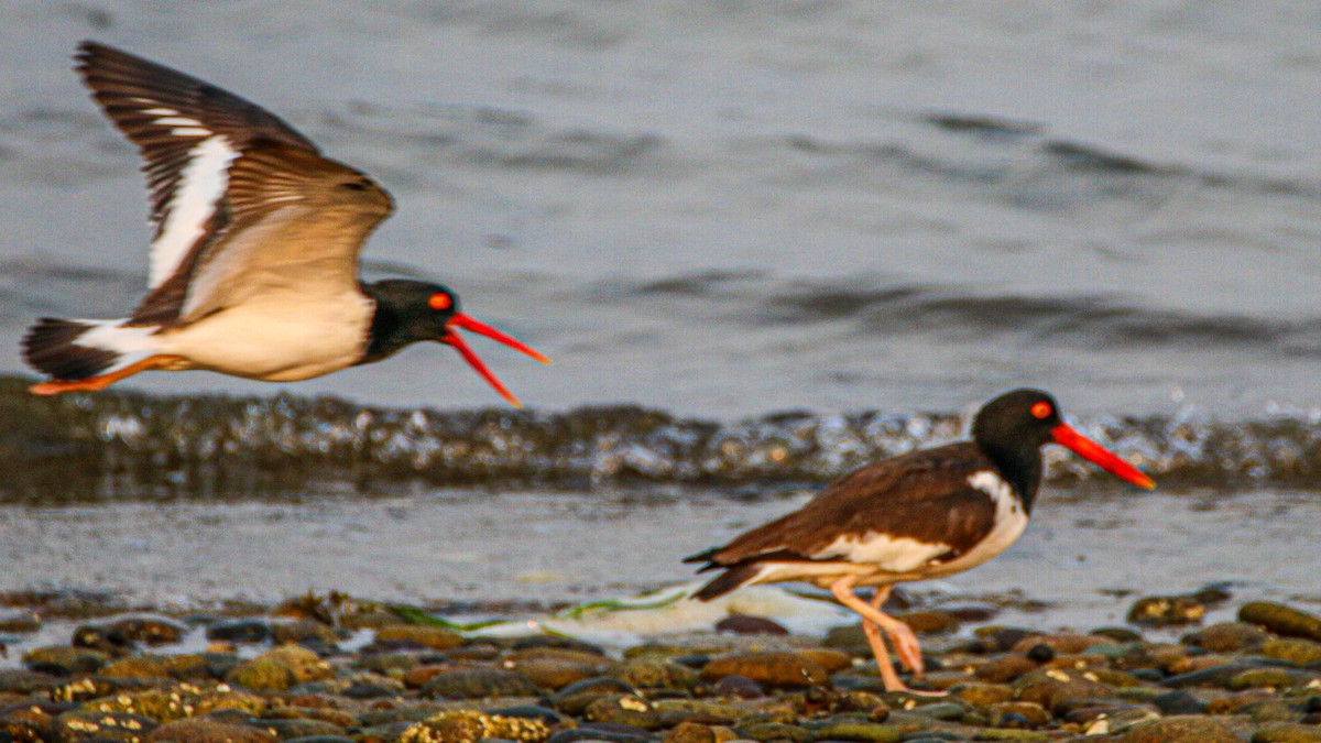 American Oystercatcher - ML637214528