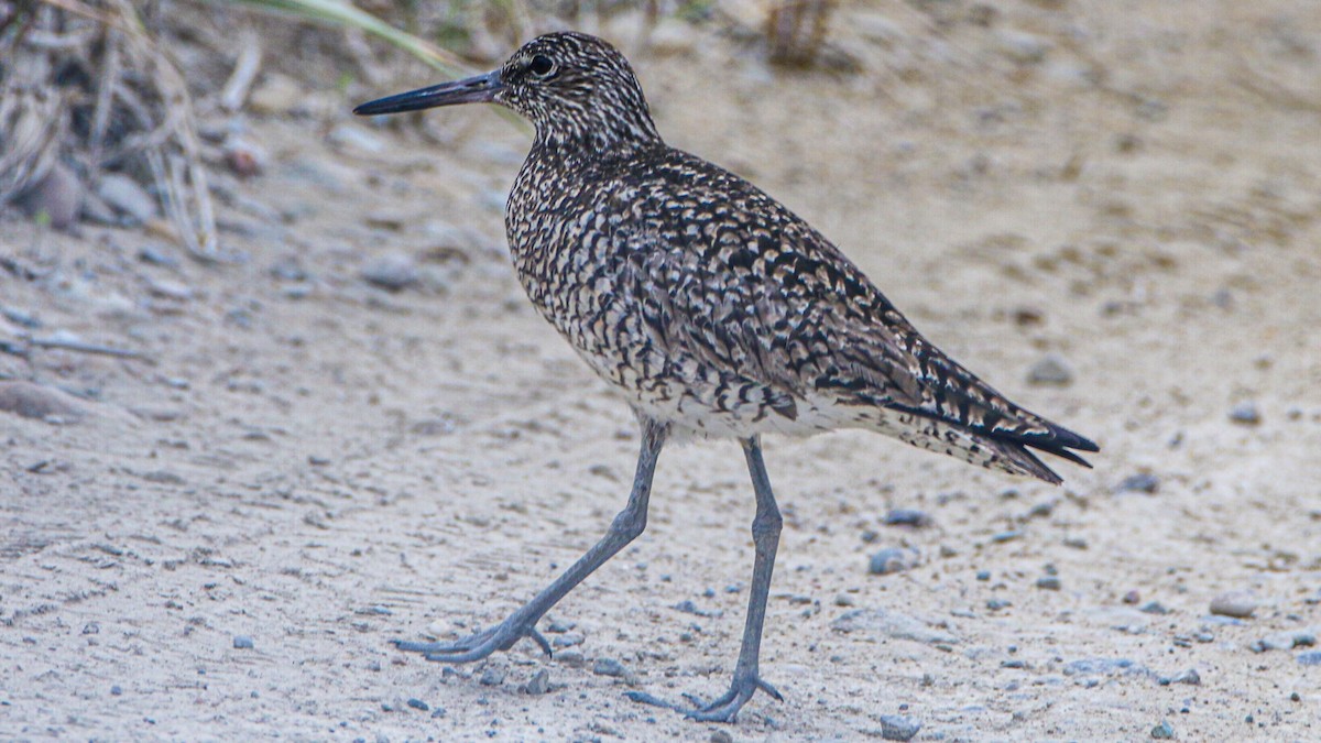 Willet - ML637214536